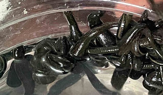 Mezbaha Kanıyla Besleniyor, Birçok Hastalığa Şifa Oluyorlar