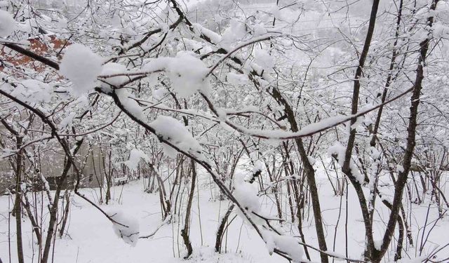 Fındıkta Don Endişesine Bilimsel Açıklama: 'Şu An Risk Yok, Fayda Var