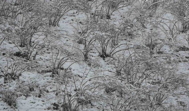 Fındık Üreticileri Alarmda: Zirai Don Riski Devam Ediyor