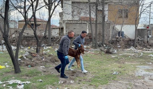 Başıboş Köpeğin Saldırdığı 3 Yaşındaki Çocuk Ağır Yaralandı