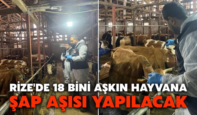 Rize'de 18 Bini Aşkın Hayvana Şap Aşısı Yapılacak