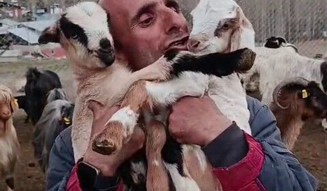 Fenomen çobanın oğlak sevgisi yürekleri ısıttı