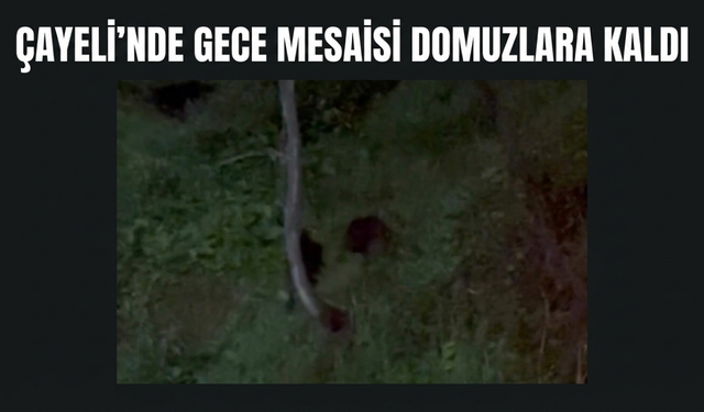 Çayeli’nde Gece Mesaisi Domuzlara Kaldı