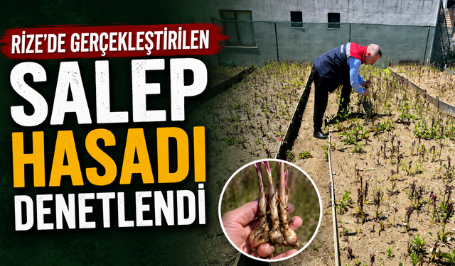 Rize'de Gerçekleştirilen Salep Hasadı Denetlendi