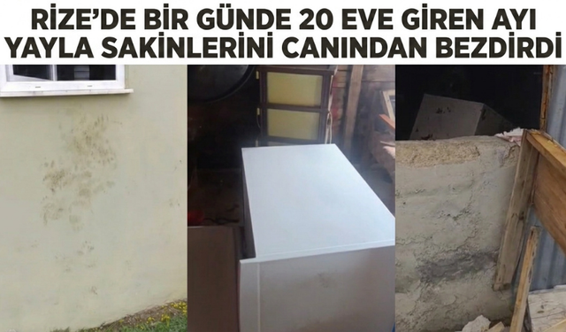 Rize'de Bir Günde 20 Eve Giren Ayı Yayla Sakinlerini Canından Bezdirdi