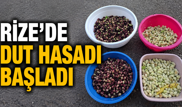 Rize’de Dut Mesaisi Başladı