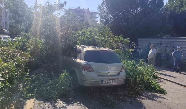 Seyir halindeki otomobilin üzerine ağaç devrildi