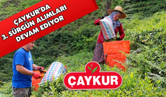 Üçüncü Sürgünde Çaykur’dan 127 Bin Tonluk Alım