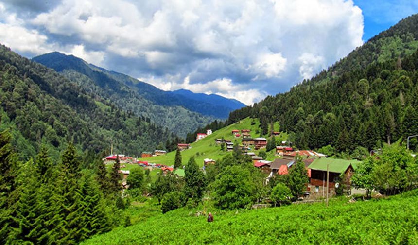 Rizede yeşil