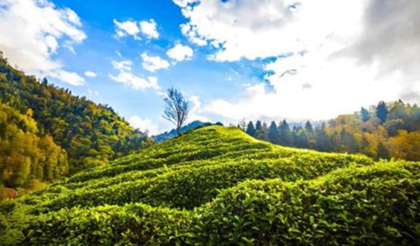 Çay Türküsü
