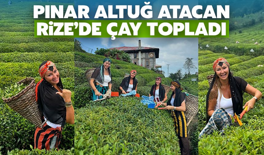 Pınar Altuğ Atacan, Rize'de Çay Topladı