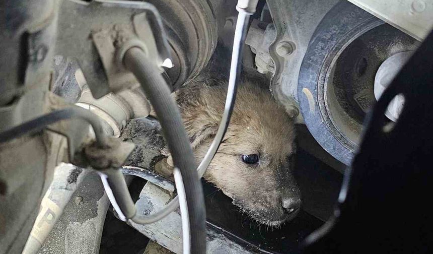 Aracın motoruna giren yavru köpek, lastik sökülerek kurtarıldı