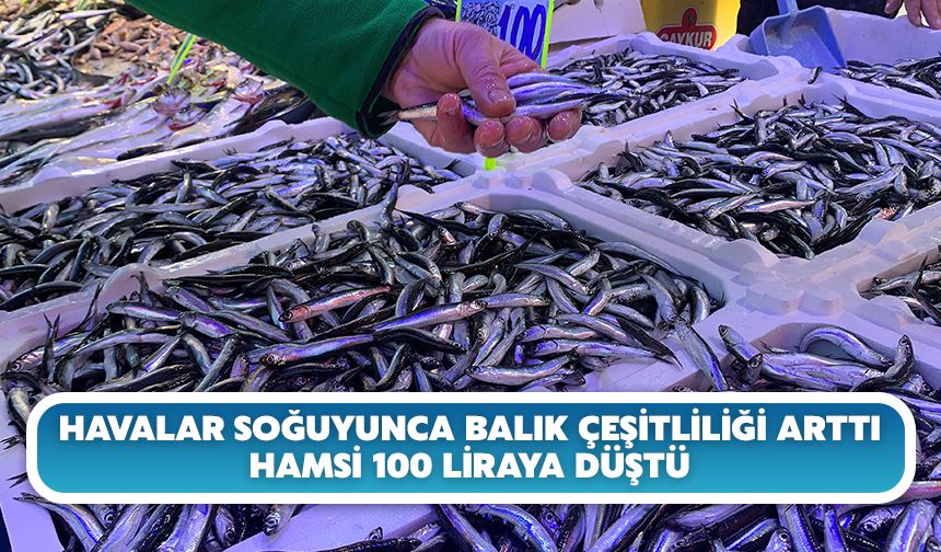 Havalar Soğuyunca Balık Çeşitliliği Arttı, Hamsi 100 Liraya Düştü