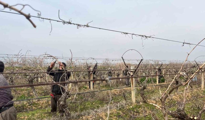 Budanan asmalardan kesilen çubuklar gübreye dönüşüyor