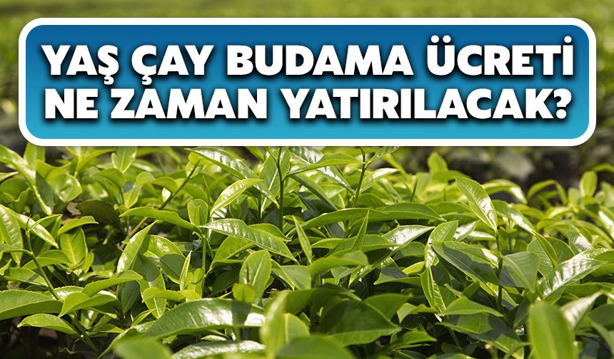 Yaş Çay Budama Ücreti Ne Zaman Yatırılacak?