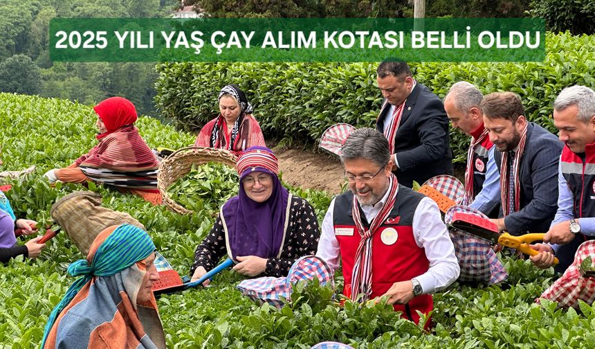 2025 Yılı Çay Alım Kotası Belli Oldu