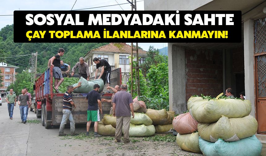 Sosyal Medyadaki Sahte Çay Toplama İlanlarına Kanmayın!