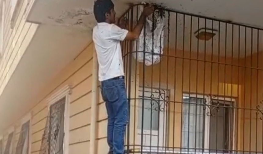 Çıplak Elle Yüzlerce Arının Arasına Girdi