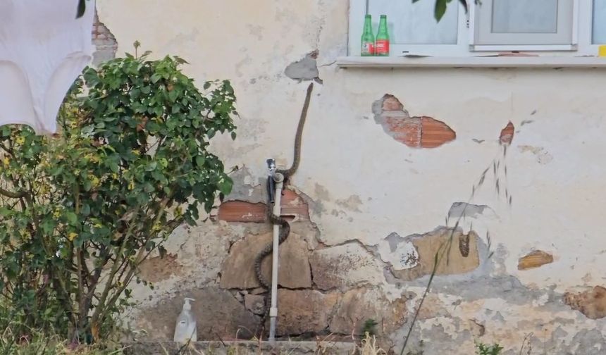 Eve girmeye çalışan yılanı son anda yakaladı