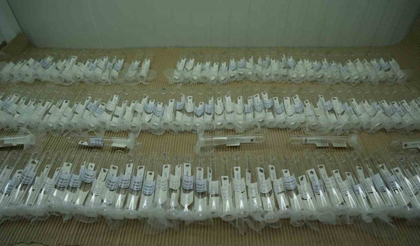 Kahverengi Kokarcaya Karşı Biyolojik Savaşta Merkez Samsun: 750 Bin ’Samuray Arısı’ Üretiliyor