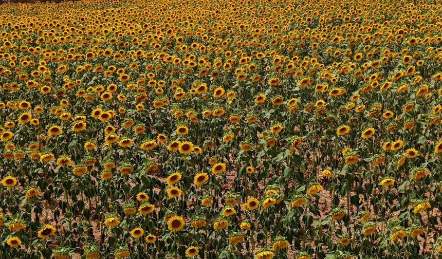 Tarlalarda Görsel Şölen: Ayçiçekleri Tarlaları Sarıya Boyadı