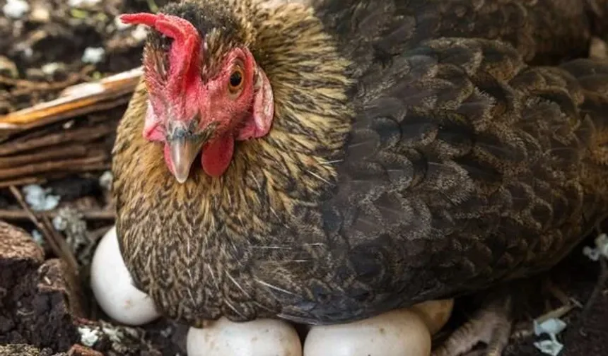 Mart ayında yıllık tavuk yumurtası üretimi yüzde 8,8 azaldı