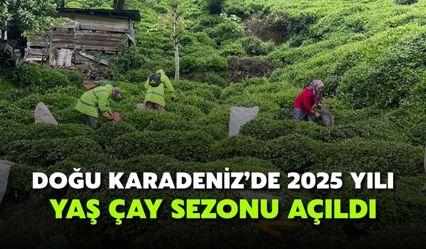 Doğu Karadeniz'de 2025 yılı yaş çay sezonu açıldı