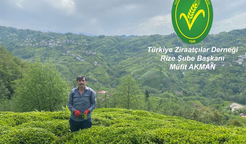 Çay, Bölgenin Ve Ülkenin Ekonomisinde Önemli Bir Yere Sahip