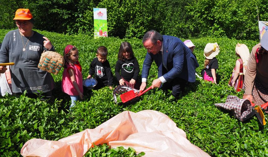 ÇAYKUR ‘un gelenek haline getirdiği Çocuk Çay Hasadı Şenliği Kemalpaşa’da yapıldı