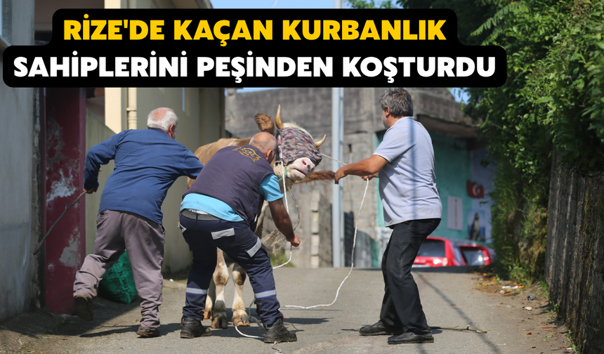 Rize'de Kaçan Kurbanlık Sahiplerini Peşinden Koşturdu