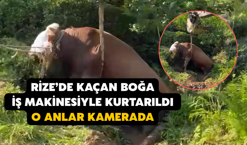 Rize’de Kaçan Boğa İş Makinesiyle Kurtarıldı; O Anlar Kamerada