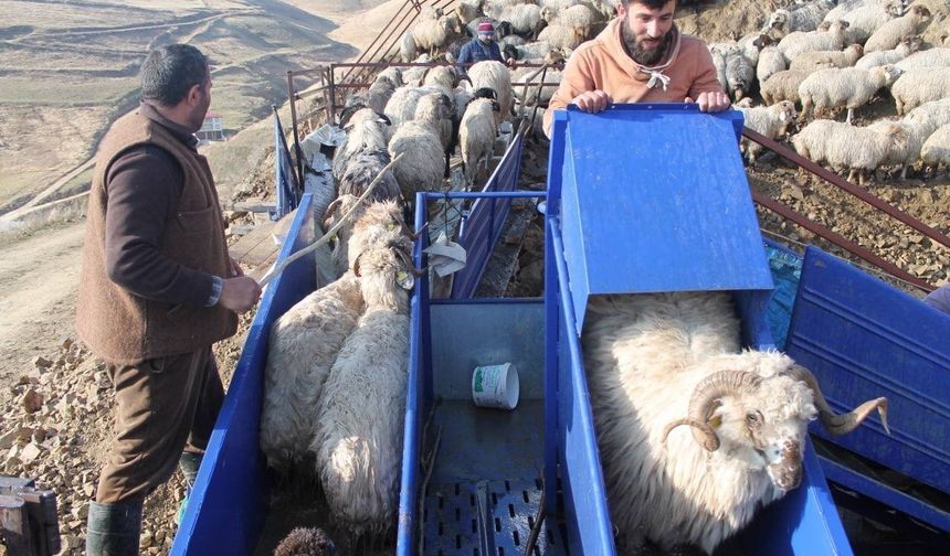 Bayburt’ta küçükbaş hayvanlar mobil koyun yıkama makineleriyle yıkanarak ilaçlanıyor