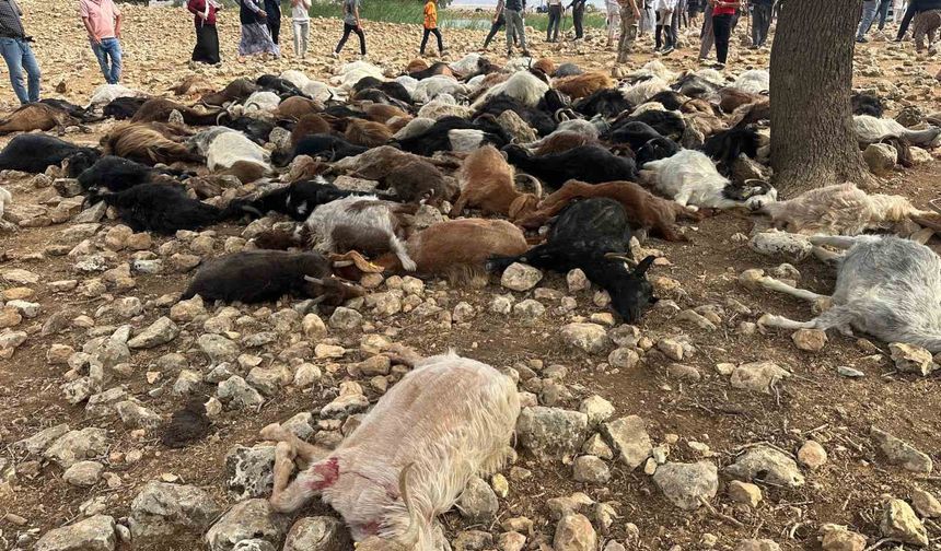Şırnak’ta yıldırım isabet eden 95 küçükbaş hayvan telef oldu