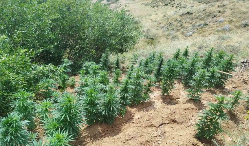 Bingöl’de uyuşturucu operasyonu: 2 bin 365 kök kenevir ele geçirildi