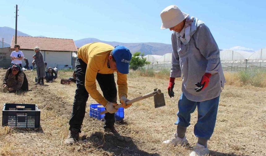 Elmalı’da safran soğanı hasadı başladı