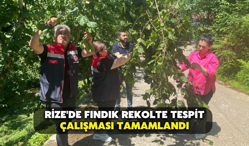 Rize'de Fındık Rekolte Tespit Çalışması Tamamlandı