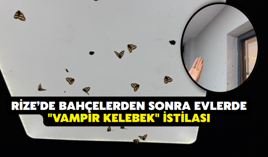 Rize’de Bahçelerden Sonra Evlerde "Vampir Kelebek" İstilası
