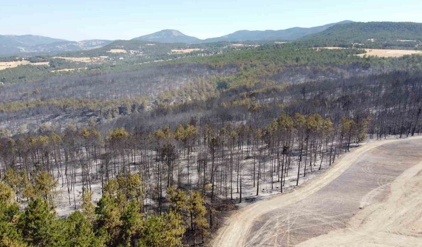 Bolu’daki orman yangınıyla ilgili 1 kişi tutuklandı