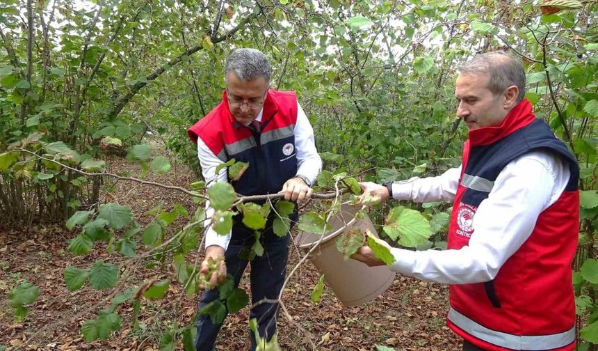 Samsun’da zirai don, fındık rekoltesini düşürdü