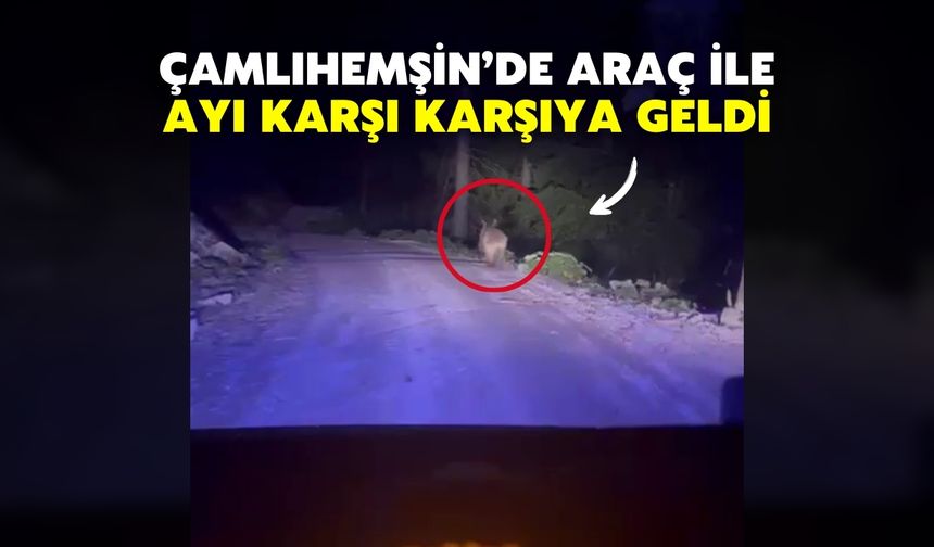Çamlıhemşin’de Araç ile Ayı Karşı Karşıya Geldi
