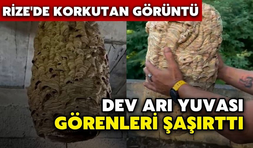 Rize'de Korkutan Görüntü: Dev Arı Yuvası Görenleri Şaşırttı