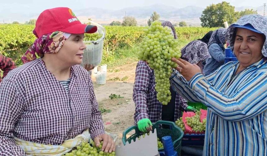 Sarıgöl’de 5,5 Kiloluk Üzüm Salkımı