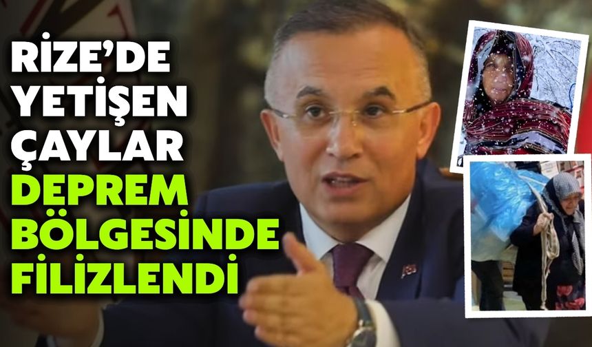 Rize’de Yetişen Çaylar Deprem Bölgesinde Filizlendi