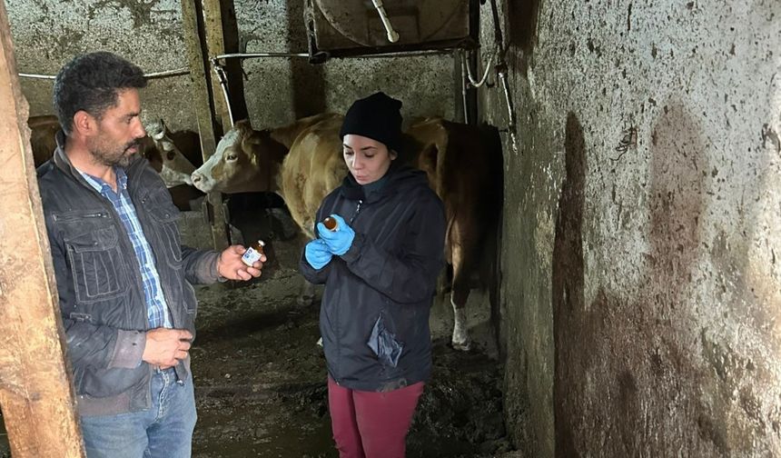 Giresun’da Şap Alarmı