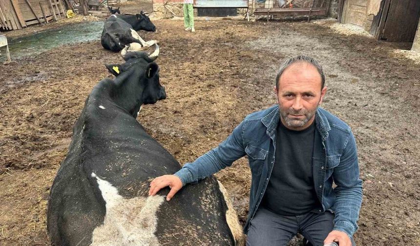 Şap Vurdu: 35 Litre Süt Veren Sığırdan Bir Çay Bardağı Süt Almaya Başladı