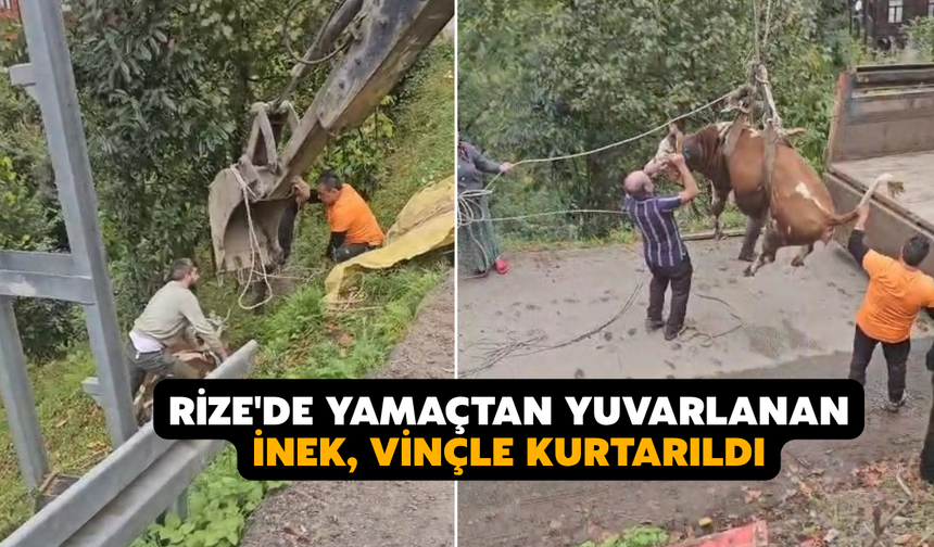 Rize'de Yamaçtan Yuvarlanan İnek, Vinçle Kurtarıldı