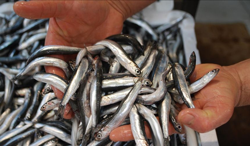 Havalar Soğudu, Hamsi 100 Liraya Düştü