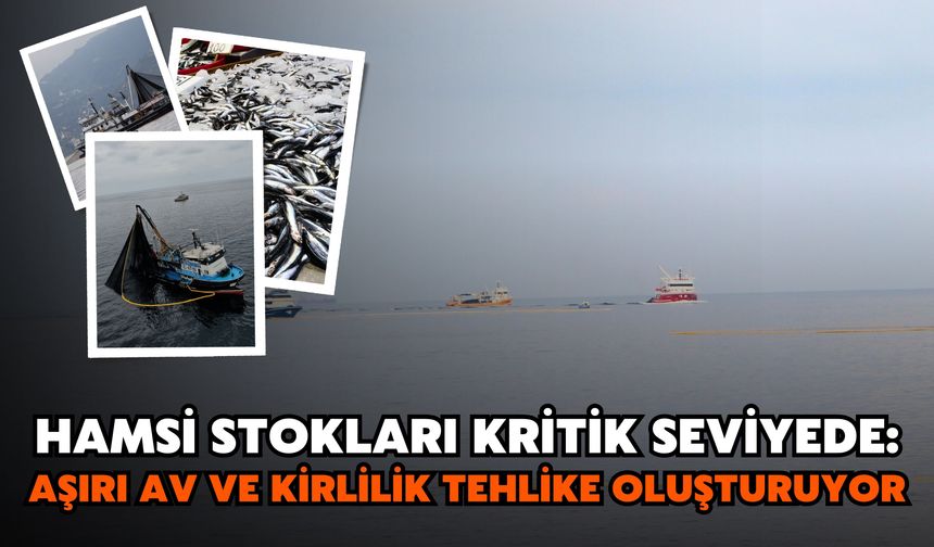 Hamsi Stokları Kritik Seviyede: Aşırı Av ve Kirlilik Tehlike Oluşturuyor