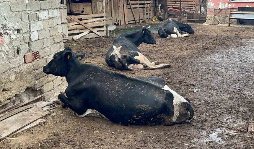 "8 Buzağımızı Şapa Verdik