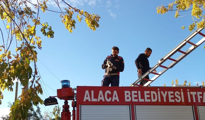 Ağaçta mahsur kalan yavru kedi itfaiye ekiplerince kurtarıldı